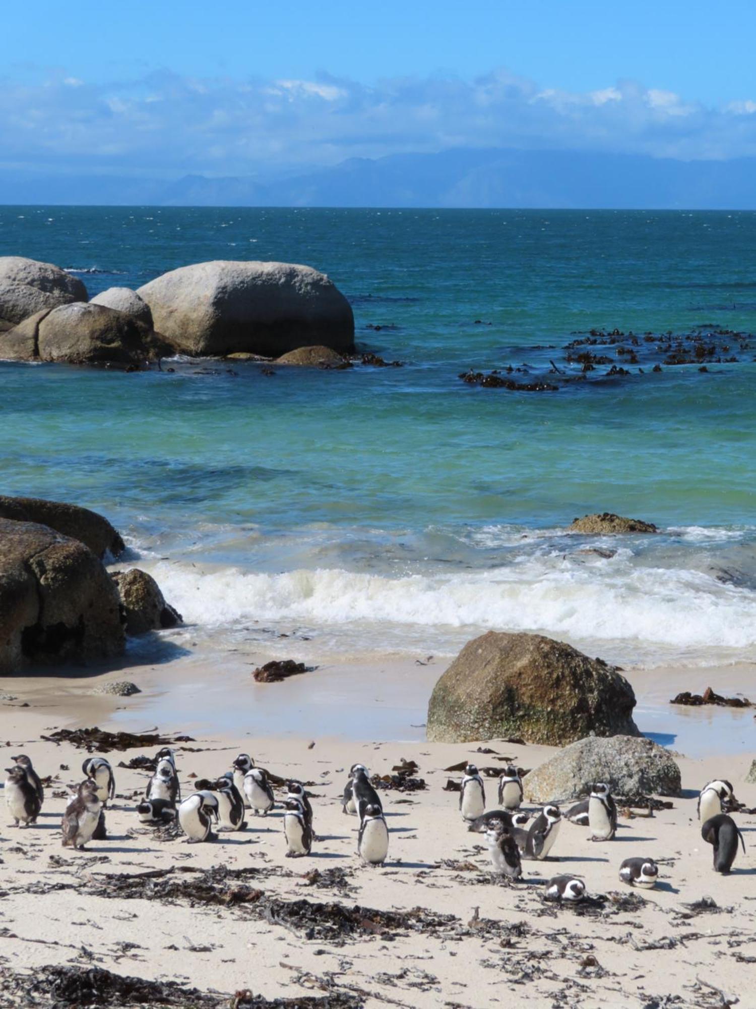 Bonne Esperance, Simon'S Town 아파트 외부 사진