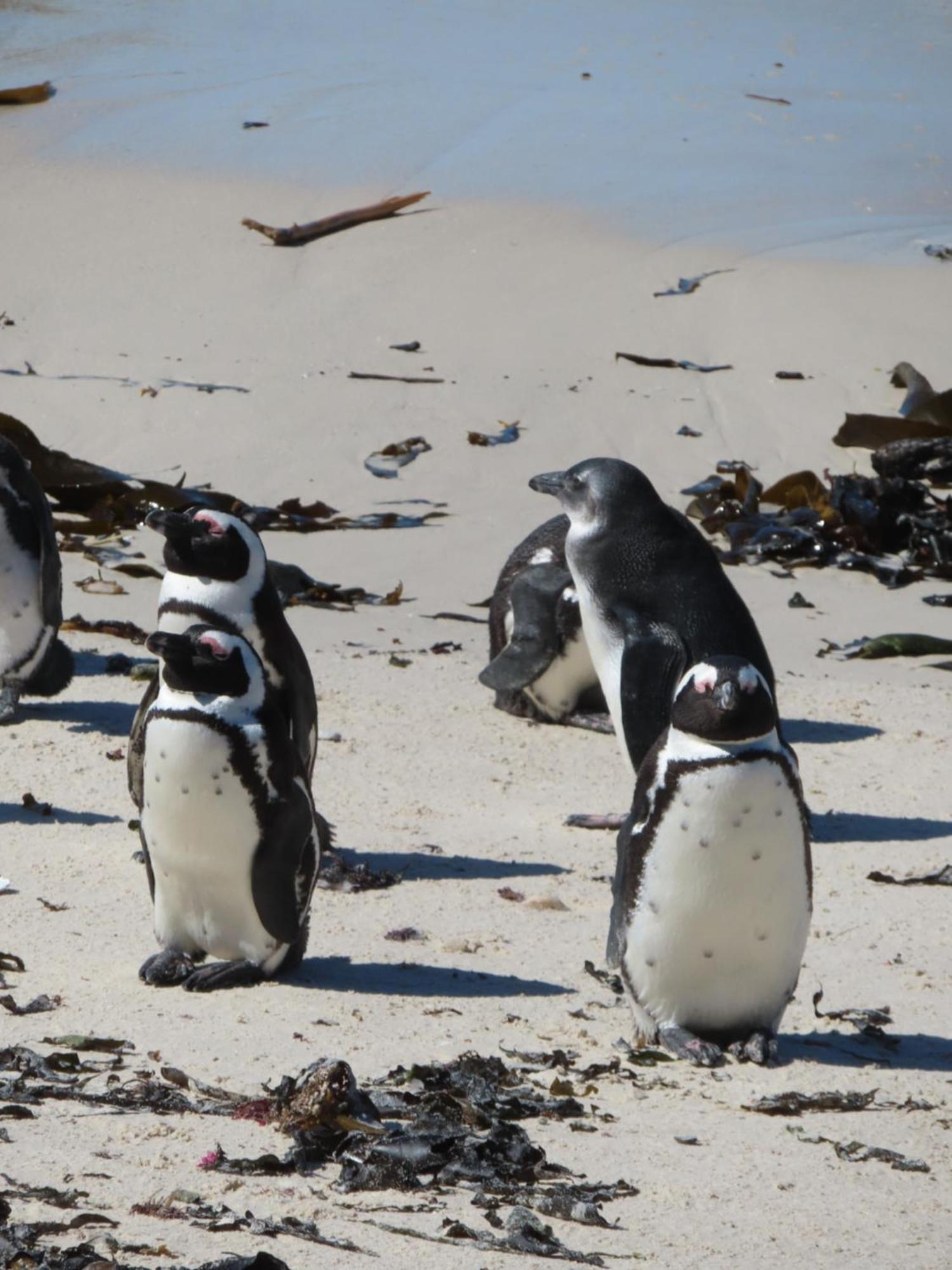 Bonne Esperance, Simon'S Town 아파트 외부 사진