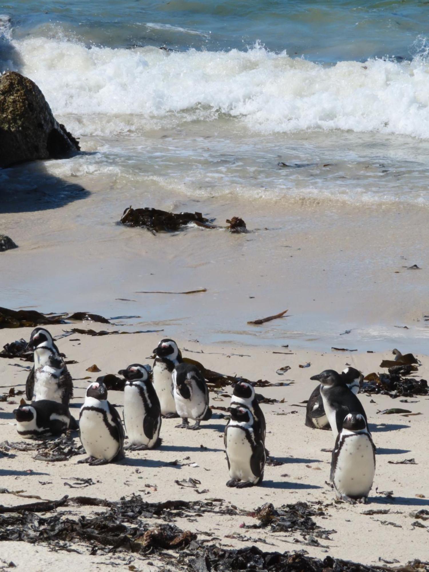 Bonne Esperance, Simon'S Town 아파트 외부 사진