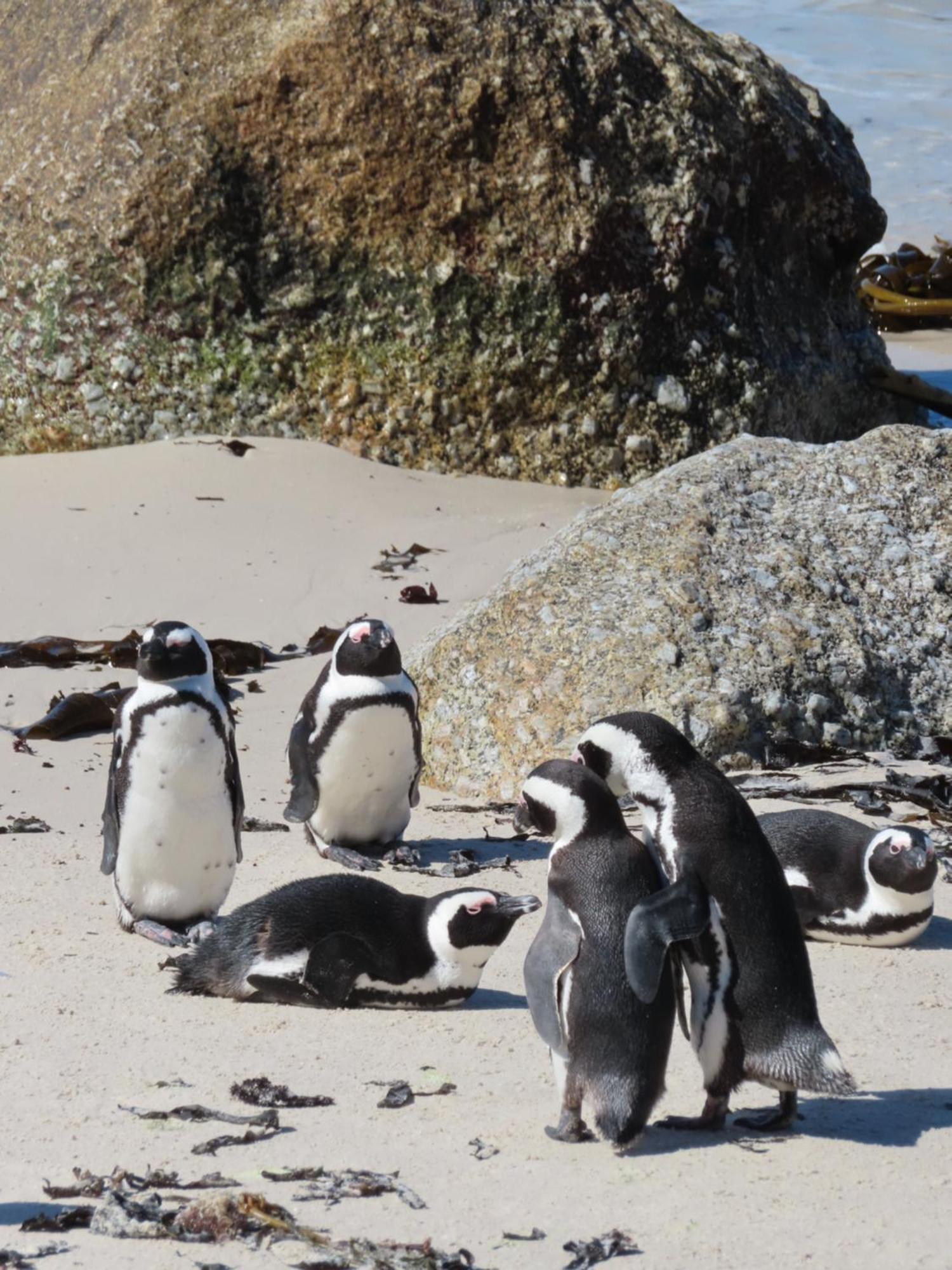 Bonne Esperance, Simon'S Town 아파트 외부 사진